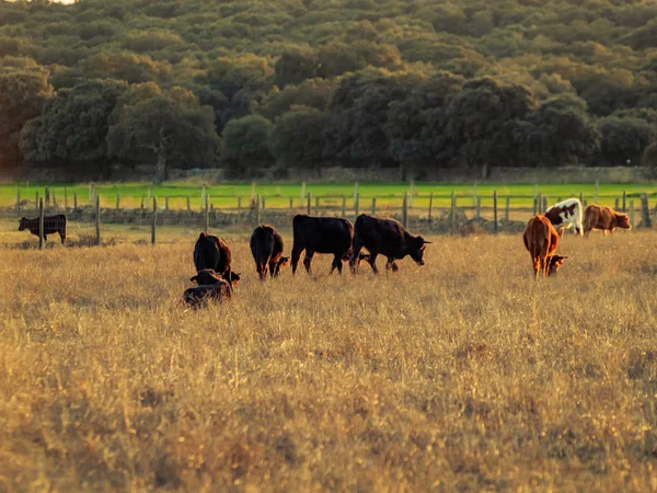 Mutige Bullen Sommer Auf Der Weide Spanien — Stockfoto