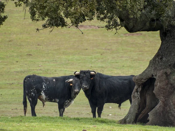 Touros Corajosos Pasto Espanha Verão — Fotografia de Stock