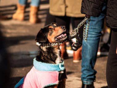 Bir kara köpeğin bir şehrin sahibi ile sokakta yürürken bir ceket giymiş