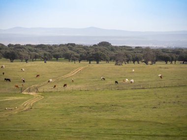 Salamanca (İspanya) dehesa otlatma bir inek sürüsü. Ekolojik geniş hayvancılık kavramı.