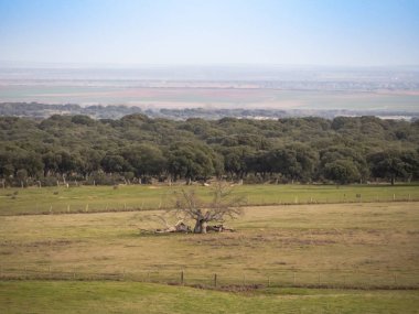 (İspanya Salamanca dehesa Oaks'da Kuru)