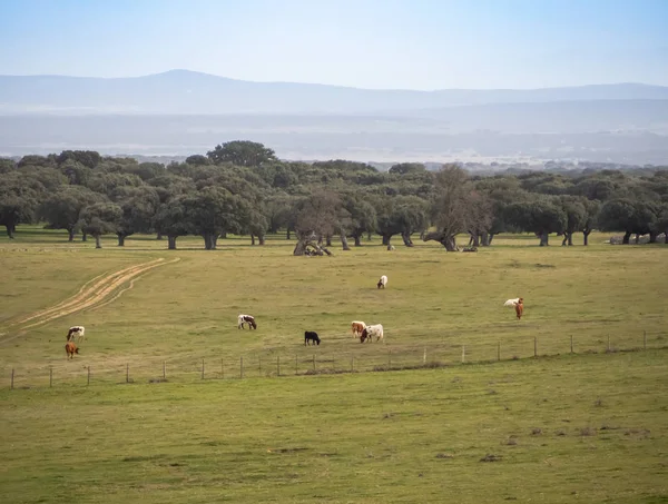 Cows Herd Grazing Dehesa Salamanca Spain Ecological Extensive Livestock Concept — Stock Photo, Image