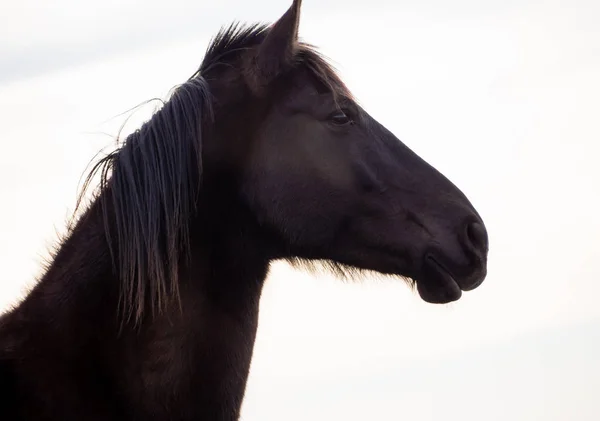 Portret Van Een Bruin Spaanse Paard Geïsoleerd Met Witte Achtergrond — Stockfoto