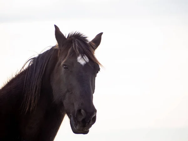 Portret Van Een Bruin Spaanse Paard Geïsoleerd Met Witte Achtergrond — Stockfoto
