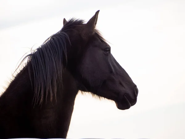 Portrait Brown Spanish Horse Isolated White Background — Stock Photo, Image