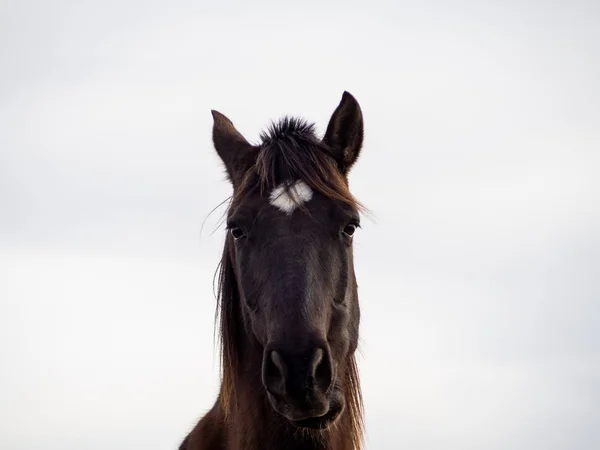 Retrato Caballo Marrón Español Aislado Con Fondo Blanco —  Fotos de Stock