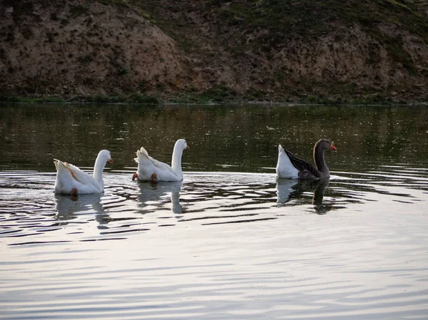 Familie Aus Drei Gänsen Schwimmt Gemeinsam Einem See — Stockfoto
