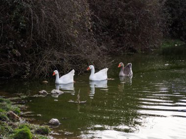 Birlikte bir gölde yüzmeye üç kaz ailesi
