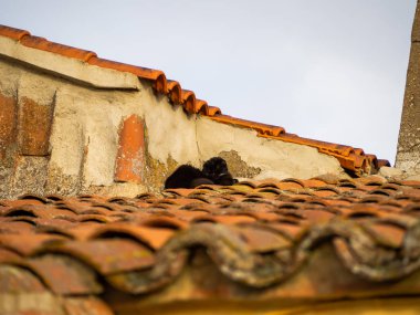 Bir evin bir köyde çatıda oturan siyah bir Farsça kedi