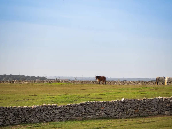 Varios Caballos Pastando Una Dehesa Protegida Con Muros Piedra España — Foto de Stock