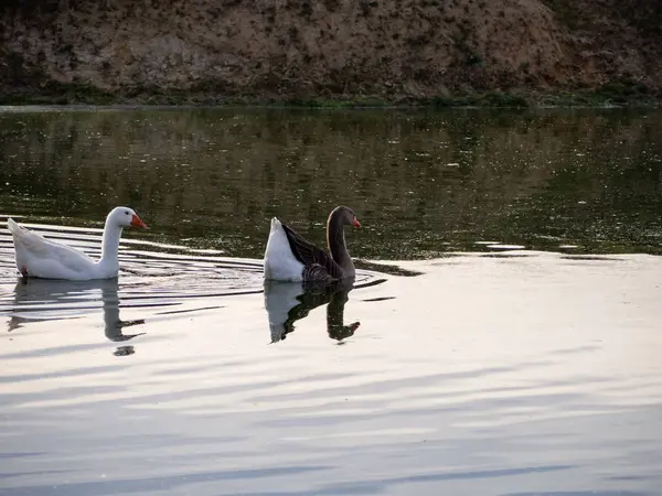 Familie Aus Zwei Gänsen Schwimmt Gemeinsam Einem See — Stockfoto
