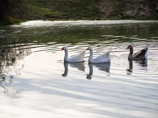 Familie Aus Drei Gänsen Schwimmt Gemeinsam Einem See — Stockfoto