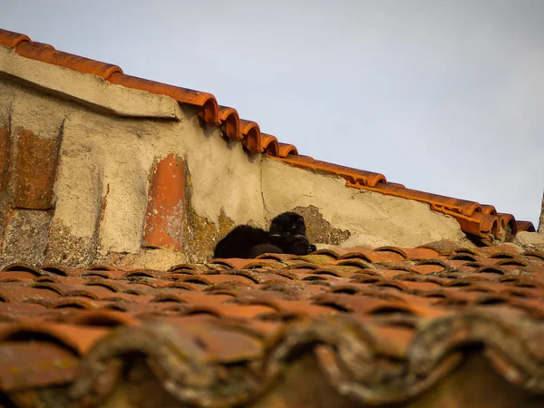 Černá Perská Kočka Střeše Rodinného Domu Obci — Stock fotografie