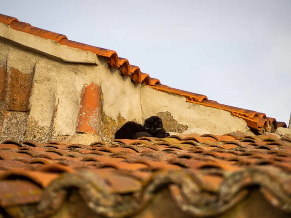 Svart Perser Katt Vilar Taket Ett Hus — Stockfoto