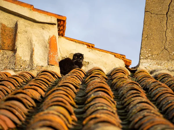 Czarny Kot Perski Spoczywała Dachu Domu Wsi — Zdjęcie stockowe