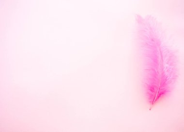 Pastel pembe bir arka plan üzerinde pembe tüy