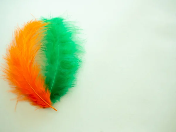 Green and orange feathers on a pastel green background — Stock Photo, Image