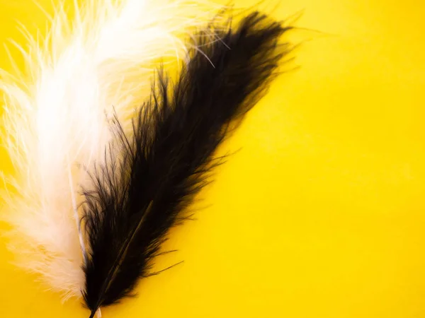 White and black feathers on a yellow background — Stock Photo, Image