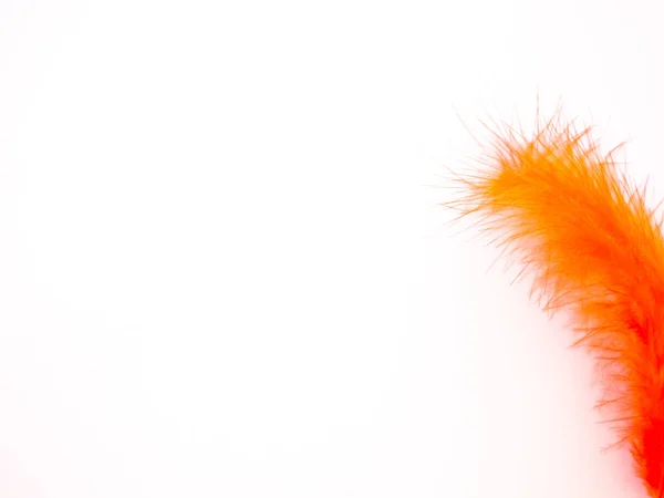 Orange feather on a white background — Stock Photo, Image