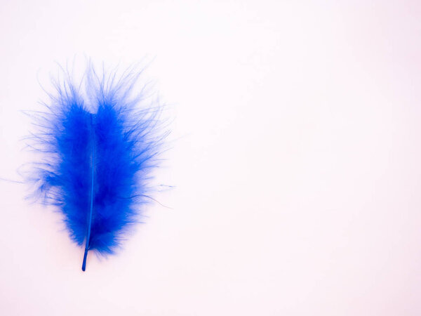 Blue feather on a pastel pink background