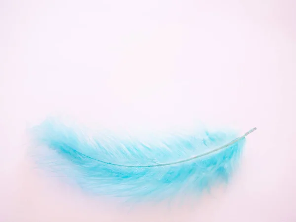 パステル ピンクの背景の青い羽 — ストック写真