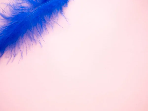 Blue feather on a pastel pink background — Stock Photo, Image