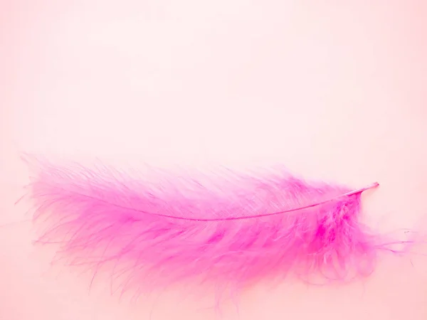Pink feather on a pastel pink background — Stock Photo, Image