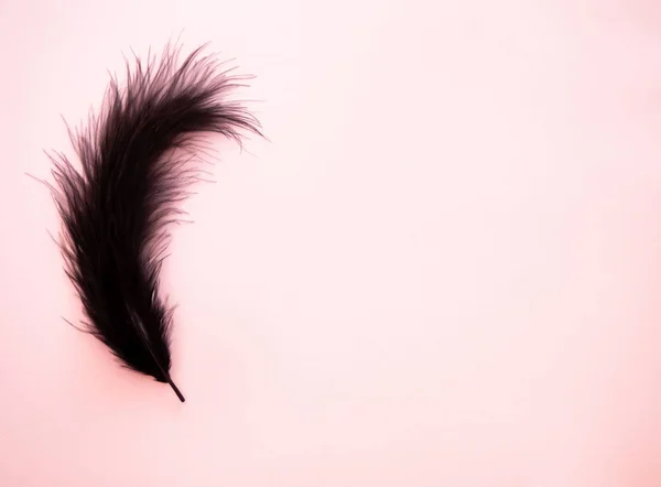 Black feather on a pastel pink background — Stock Photo, Image