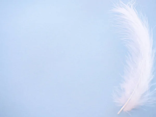 White feather on a pastel blue background — Stock Photo, Image