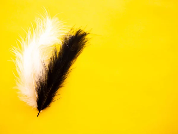 Plumas blancas y negras sobre fondo amarillo —  Fotos de Stock