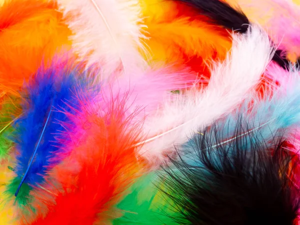 Many feathers dyed in various colors — Stock Photo, Image