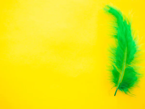 Pluma verde sobre un fondo amarillo —  Fotos de Stock