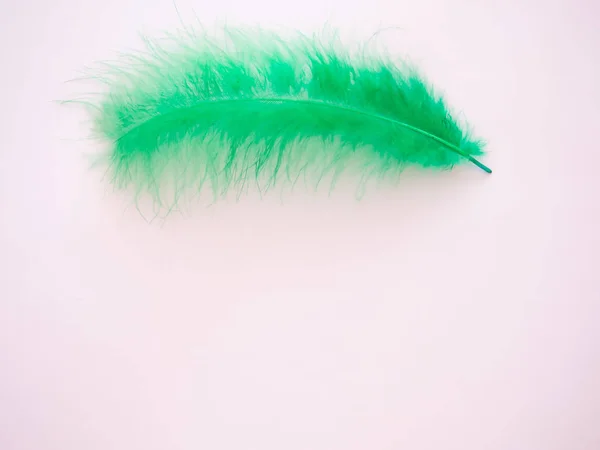 Green feather on a pastel pink background — Stock Photo, Image