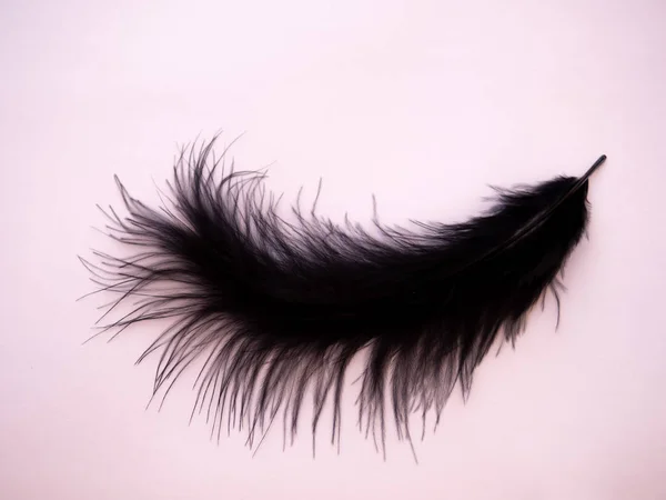 Black feather on a pastel pink background — Stock Photo, Image