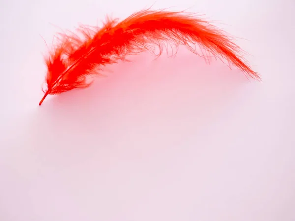 Red feather on a pastel pink background — Stock Photo, Image