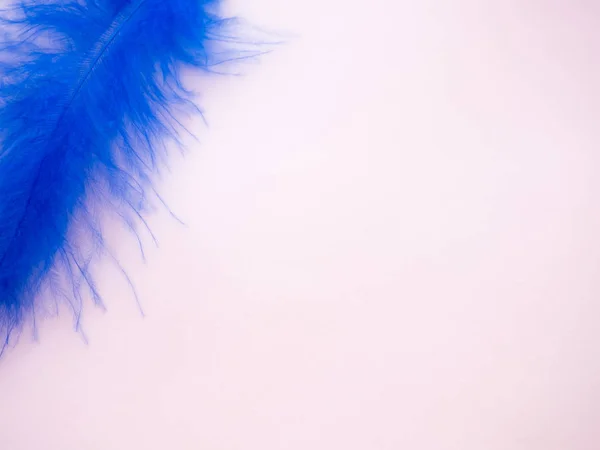 Blue feather on a pastel pink background — Stock Photo, Image