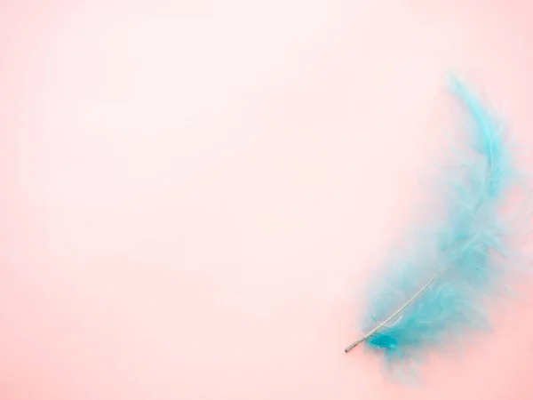 Синій пір'я на пастельному рожевому фоні — стокове фото