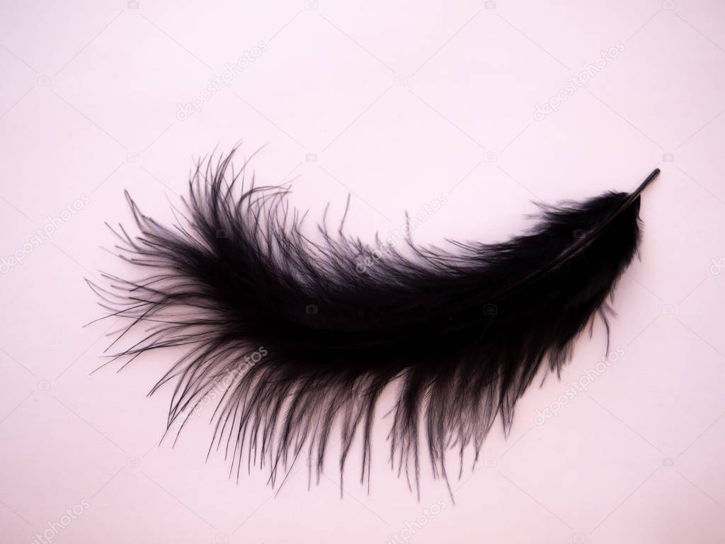 Black feather on a pastel pink background