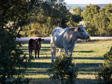 Salamanca (İspanya) dehesa otlatma genç buzağılar ile sürüsü. Geniş organik hayvancılık kavramı