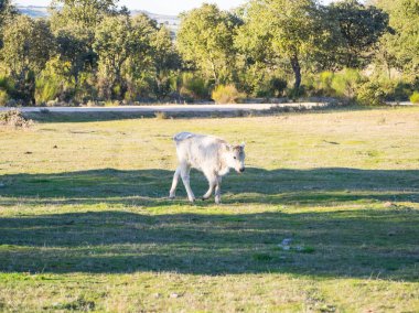 Salamanca (İspanya) dehesa otlatma genç buzağılar ile sürüsü. Geniş organik hayvancılık kavramı