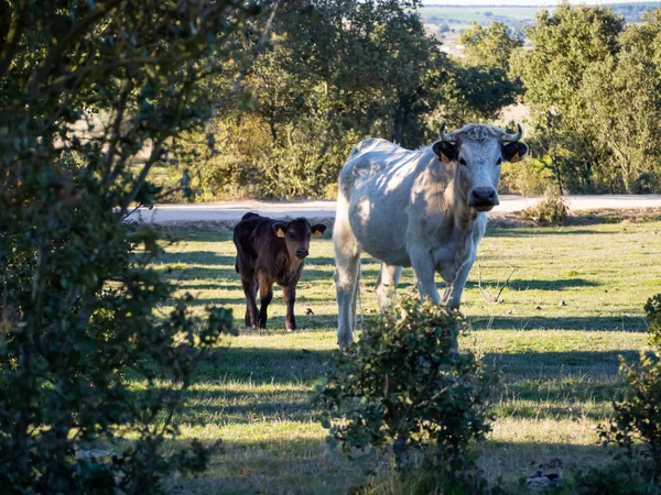 Una manada de vacas con terneros jóvenes pastando en la dehesa de Salamanca (España). Concepto de ganadería ecológica extensiva —  Fotos de Stock