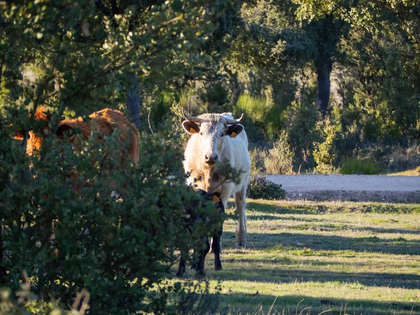 Una manada de vacas con terneros jóvenes pastando en la dehesa de Salamanca (España). Concepto de ganadería ecológica extensiva — Foto de Stock