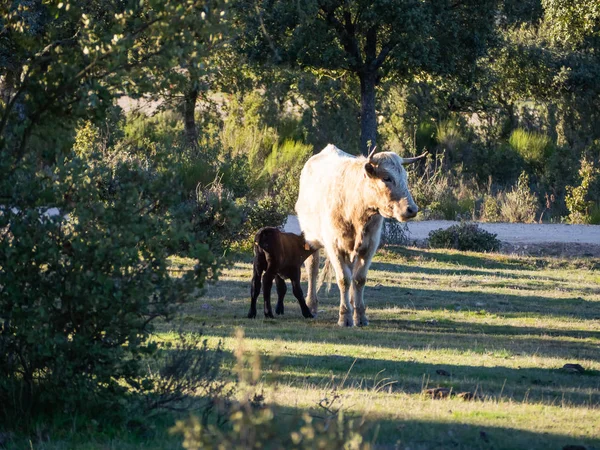Una manada de vacas con terneros jóvenes pastando en la dehesa de Salamanca (España). Concepto de ganadería ecológica extensiva — Foto de Stock