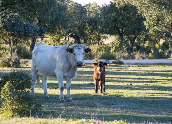 Una manada de vacas con terneros jóvenes pastando en la dehesa de Salamanca (España). Concepto de ganadería ecológica extensiva —  Fotos de Stock