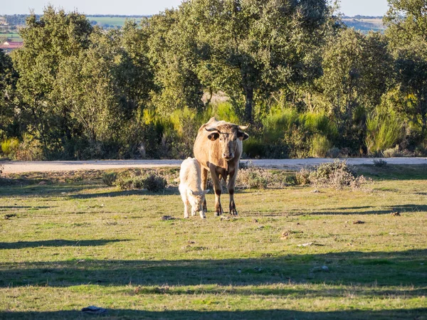 Una manada de vacas con terneros jóvenes pastando en la dehesa de Salamanca (España). Concepto de ganadería ecológica extensiva —  Fotos de Stock