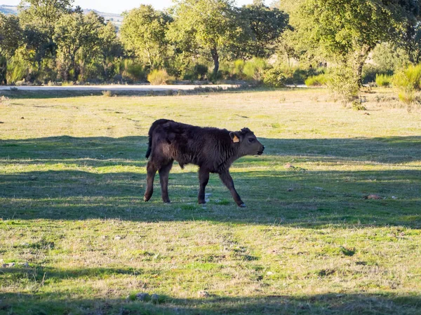 Una mandria di mucche con piccoli vitelli al pascolo nelle dehesa a Salamanca (Spagna). Concetto di allevamento biologico estensivo — Foto Stock