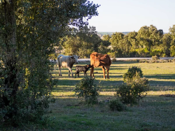 一群牛与小牛在萨拉曼卡（西班牙）的德赫萨放牧。广泛有机牲畜的概念 — 图库照片