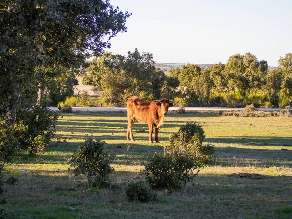 一群牛与小牛在萨拉曼卡（西班牙）的德赫萨放牧。广泛有机牲畜的概念 — 图库照片