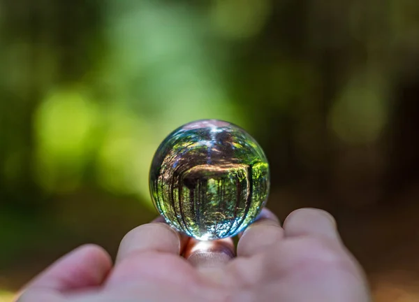 Foresta Sottosopra Nel Bicchiere Magico — Foto Stock