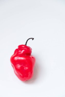 Cabe Gendot ya da Dieng Chili Habanero 'nun seçmeli odağı, Endonezya' nın popüler biberi.